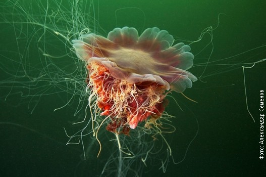 Meduze 1.jpg